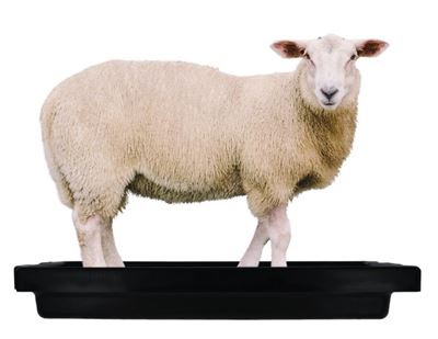 אמבט טבילת רגליים לצאן דוגמא