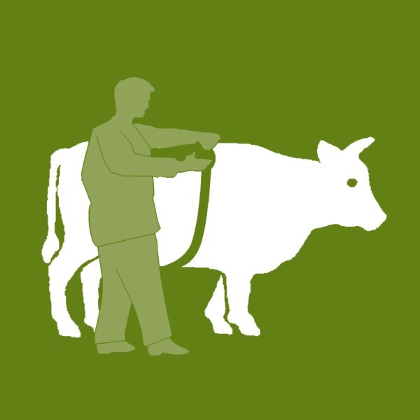 לחיצה להגדלת תמונה ציור פרה - מטר למדידת משקל בקר/חזירים