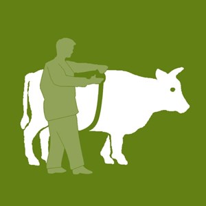 ציור פרה - מטר למדידת משקל בקר/חזירים