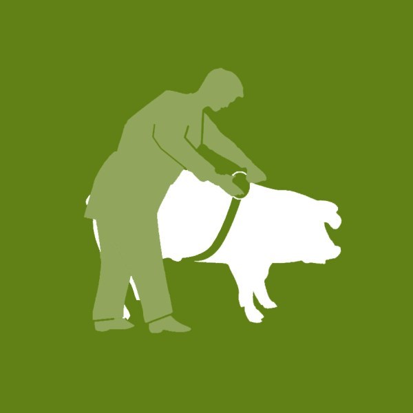 לחיצה להגדלת תמונה ציור חזיר - מטר למדידת משקל בקר/חזירים