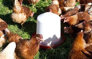 תרנגולות שותות מכלי מים לעופות 10 ליטר